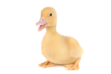 baby duck isolated over white background