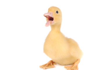 baby duck isolated over white background