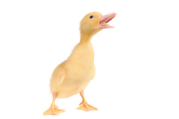 baby duck isolated over white background
