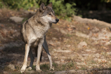 einzelner Wolf