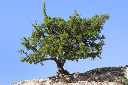 Argan tree (Argania spinosa) against clear blue sky.