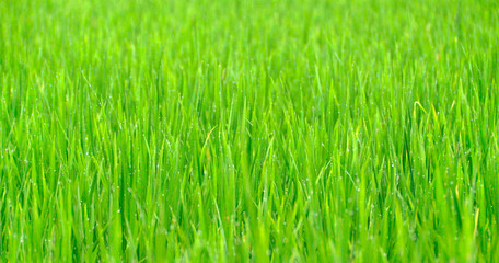 Grass background with drop of dew