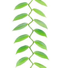 Tropical leaves growing upwards isolated on white