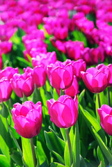 Fototapeta premium tulips field in spring time with sun rays