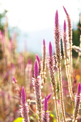 flower of weed grass with sun light