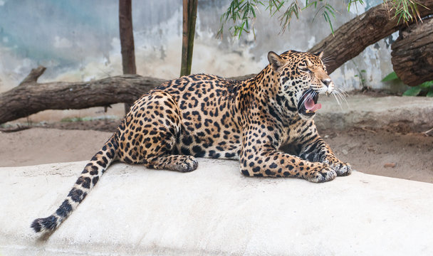 leopard lying gape on the rocks