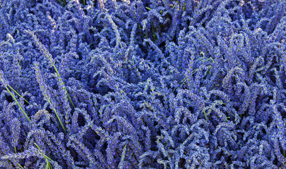 Closeup of blooming lavender in the field