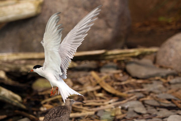 Sterne pierregarin © Pascal Huot