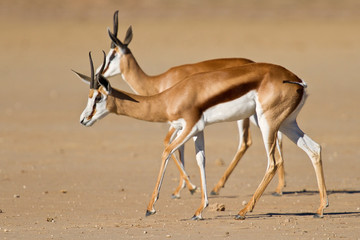 Springbok in the kalahari