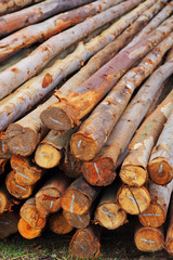 A pile of wood.
