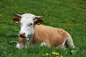 Alpenkuh auf der Weide