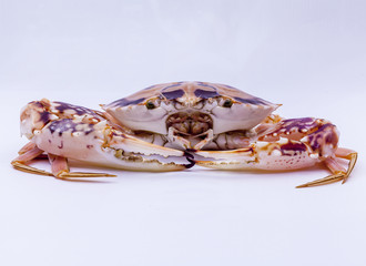 Fresh blue swimmer crab .