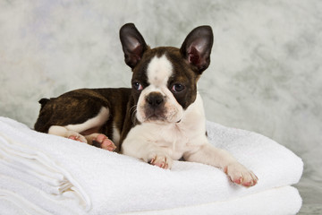 Boston terrier lying on towels
