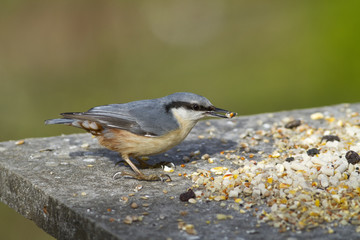 Nuthatch on bird feeder eating seed