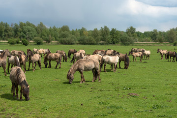 Naklejka na ściany i meble Herd of Konik horses in a field in spring