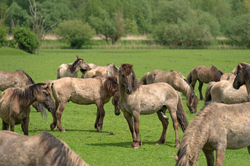 Fototapeta premium Herd of Konik horses in a field in spring