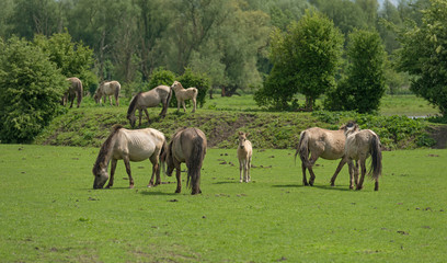 Fototapeta premium Herd of Konik horses in a field in spring