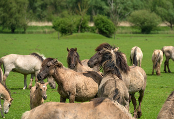 Herd of Konik horses in a field in spring