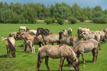 Herd of Konik horses in a field in spring