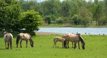 Herd of Konik horses in a field in spring © Naj