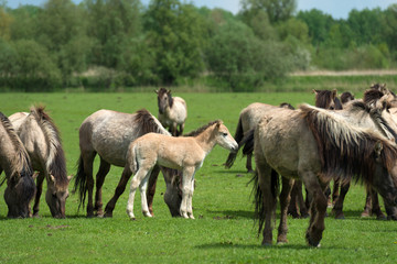 Naklejka na ściany i meble Herd of Konik horses in a field in spring