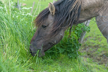 Naklejka na ściany i meble Konik horse eating grass in spring