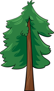 cartoon illustration of conifer tree