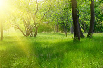 Fototapeta na wymiar Słoneczny las wiosna