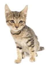 Brown Tabby Kitten