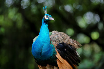 Obraz premium Beautiful Peacock