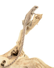 Desert Iguana
