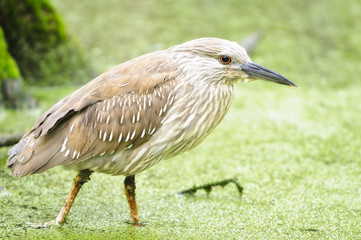 Obraz premium Pond Heron