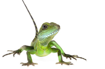 Obraz premium Wodny smok