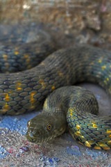 Water snake
