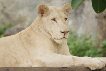 Albino lion lying