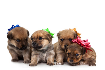 Fototapeta na wymiar Four puppies