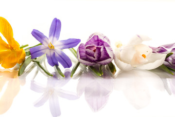 Fototapeta na wymiar beautiful flowers of crocuses