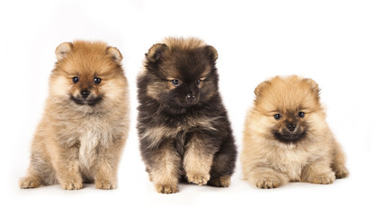 pomeranian spitz