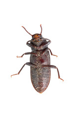 Bug