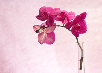 orchid branch inside glass vase