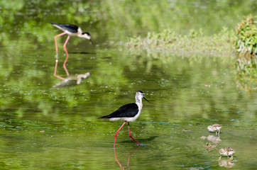 Black-winged stilt (Cavaliere d'Italia)
