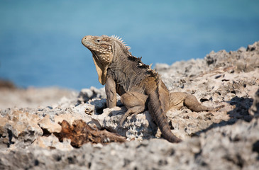 Cayo Largo