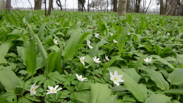 wild garlic (Allium ursinum) plants and windflower
