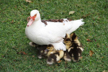 Musky duck with ducklings on a glade.