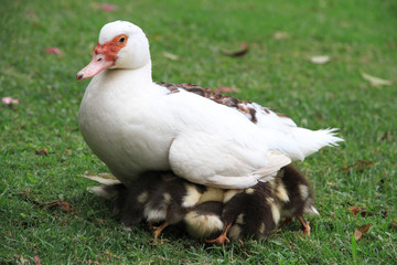 Duck mother hides ducklings under the aegis.