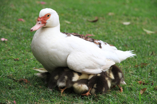 Duck mother hides ducklings under the aegis.