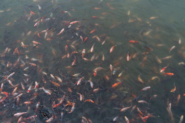 Red and white shoal of fish © mocnypunkt