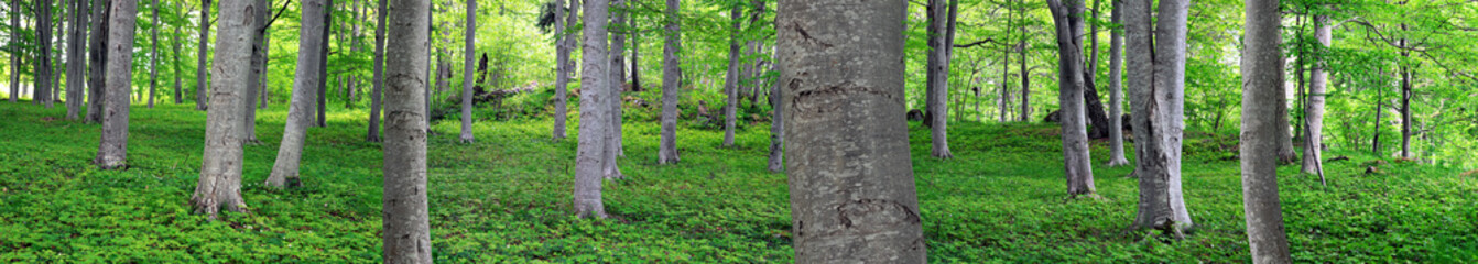 aspen trees in park