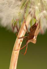 Coreus marginatus