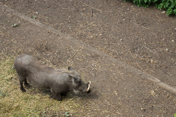 Wild hog